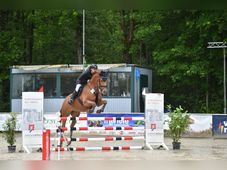 Baden Wuerttemberg Gelding 11 years 16,1 hh Chestnut-Red in M&#xF6;ssingen