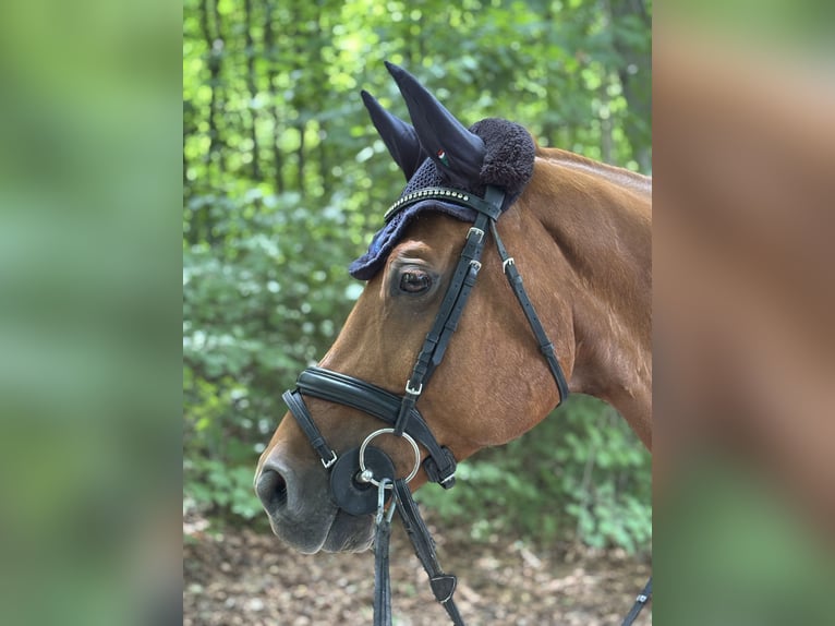 Baden Wuerttemberg Gelding 11 years 16,1 hh Chestnut-Red in M&#xF6;ssingen
