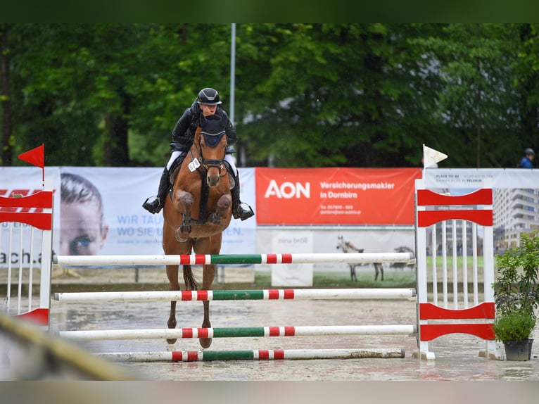 Baden Wuerttemberg Gelding 11 years 16,1 hh Chestnut-Red in M&#xF6;ssingen