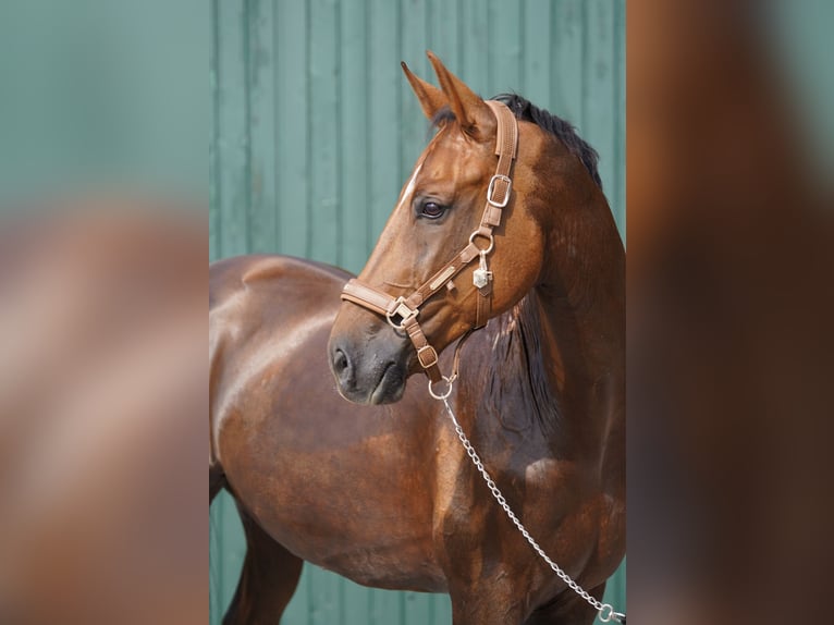 Baden Wuerttemberg Gelding 11 years 16,3 hh Chestnut-Red in &#xDC;bach-Palenberg