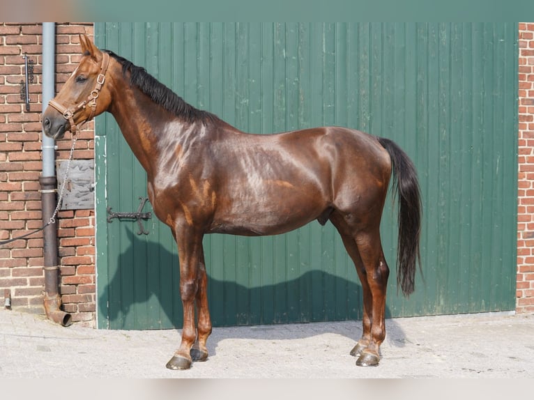 Baden Wuerttemberg Gelding 11 years 16,3 hh Chestnut-Red in &#xDC;bach-Palenberg