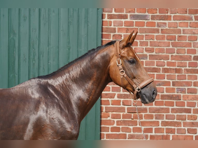 Baden Wuerttemberg Gelding 11 years 16,3 hh Chestnut-Red in &#xDC;bach-Palenberg