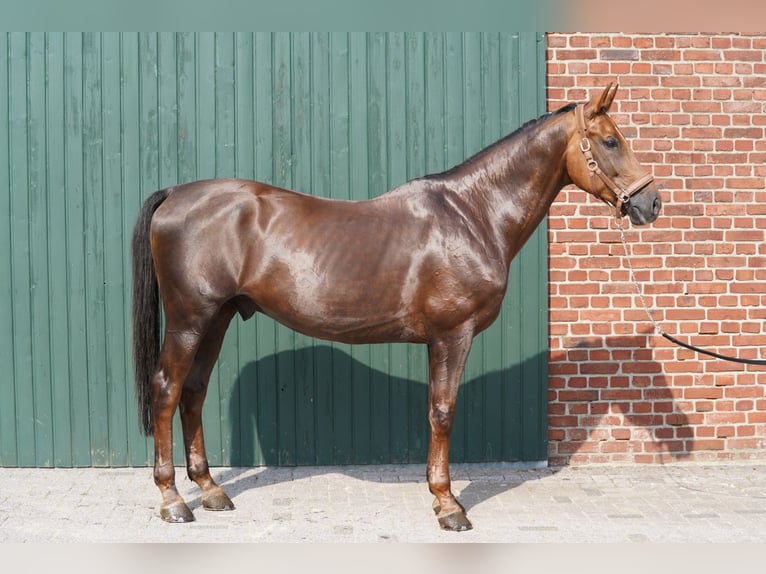 Baden Wuerttemberg Gelding 11 years 16,3 hh Chestnut-Red in &#xDC;bach-Palenberg