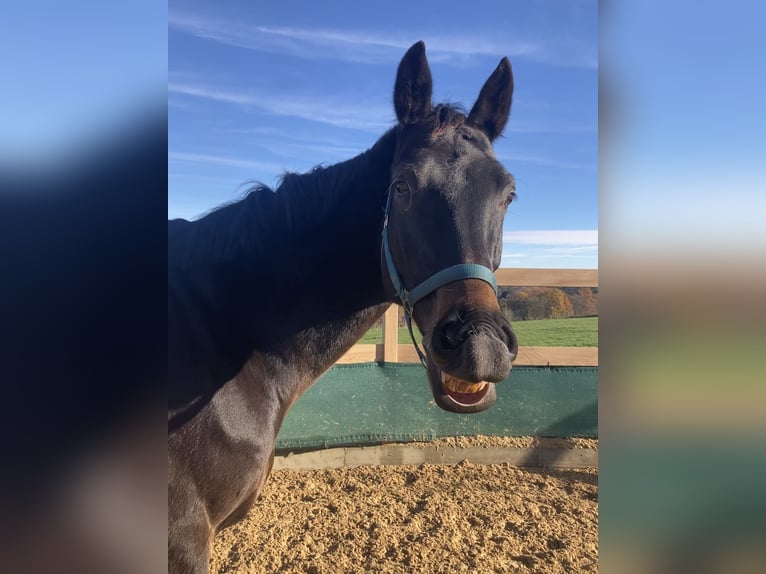 Baden Wuerttemberg Gelding 11 years 17 hh Bay-Dark in Königsbronn