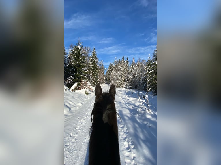 Baden Wuerttemberg Gelding 11 years 17 hh Bay-Dark in Königsbronn