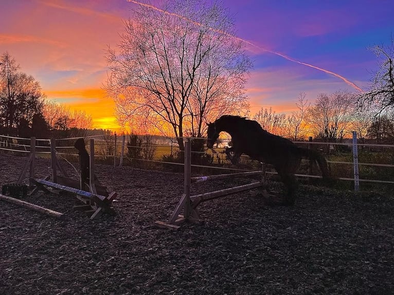 Baden Wuerttemberg Gelding 11 years 17 hh Bay-Dark in Königsbronn