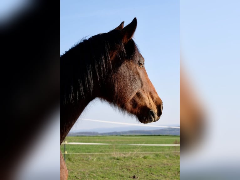Baden Wuerttemberg Gelding 11 years 18 hh Brown in Duchroth