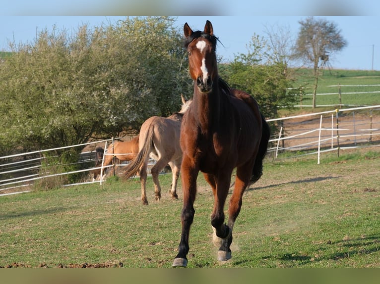 Baden Wuerttemberg Gelding 11 years 18 hh Brown in Duchroth