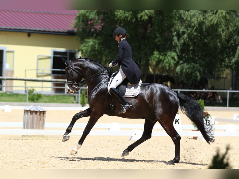 Baden Wuerttemberg Gelding 12 years 16,2 hh Black in Teisendorf
