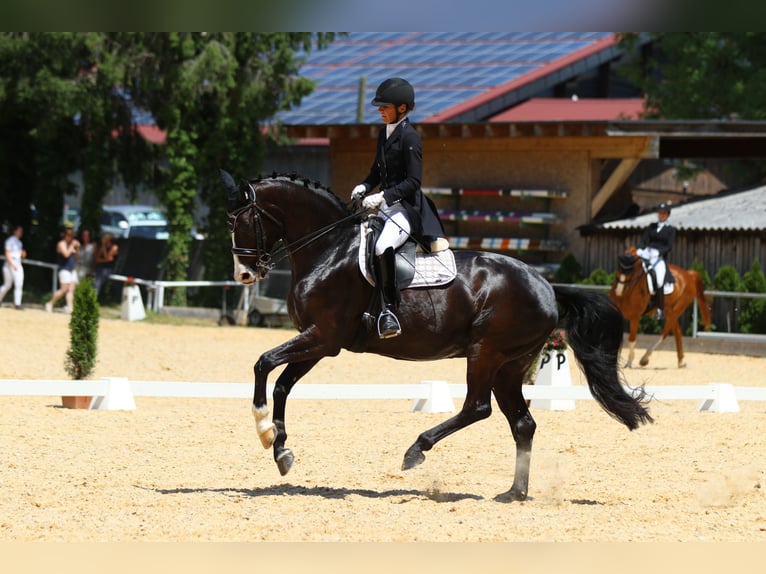 Baden Wuerttemberg Gelding 12 years 16,2 hh Black in Teisendorf