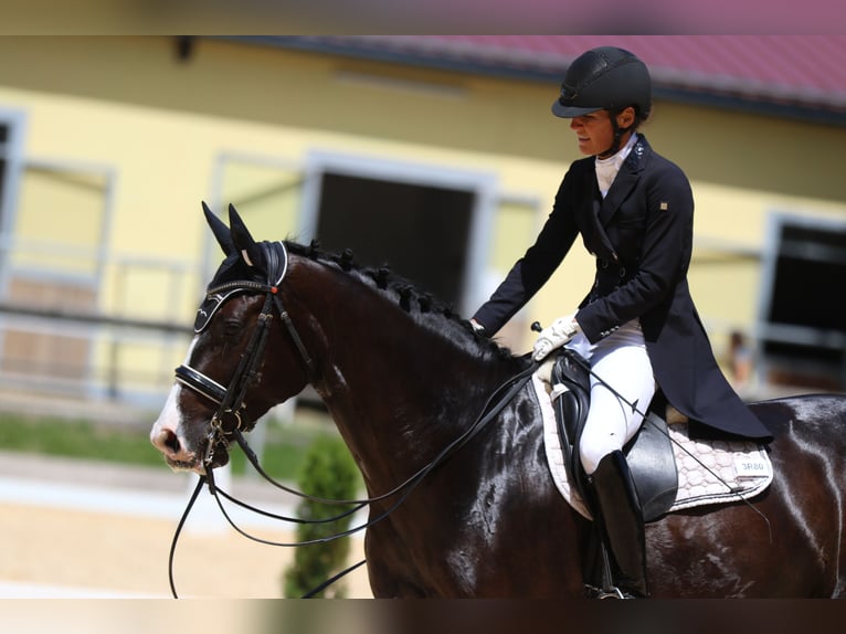 Baden Wuerttemberg Gelding 12 years 16,2 hh Black in Teisendorf