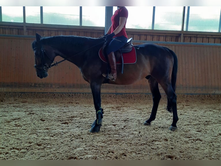 Baden Wuerttemberg Gelding 12 years 16,3 hh Brown in Regensburg