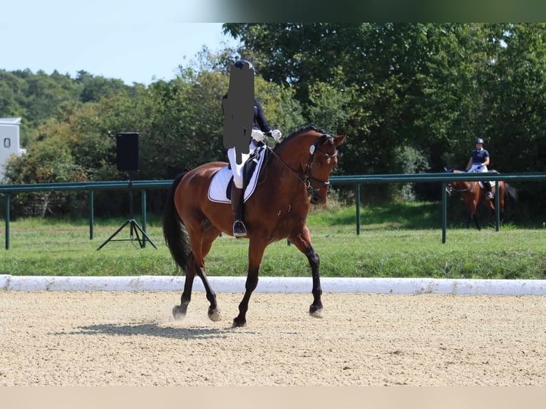 Baden Wuerttemberg Gelding 12 years 17 hh Brown in Kirchberg an der Murr