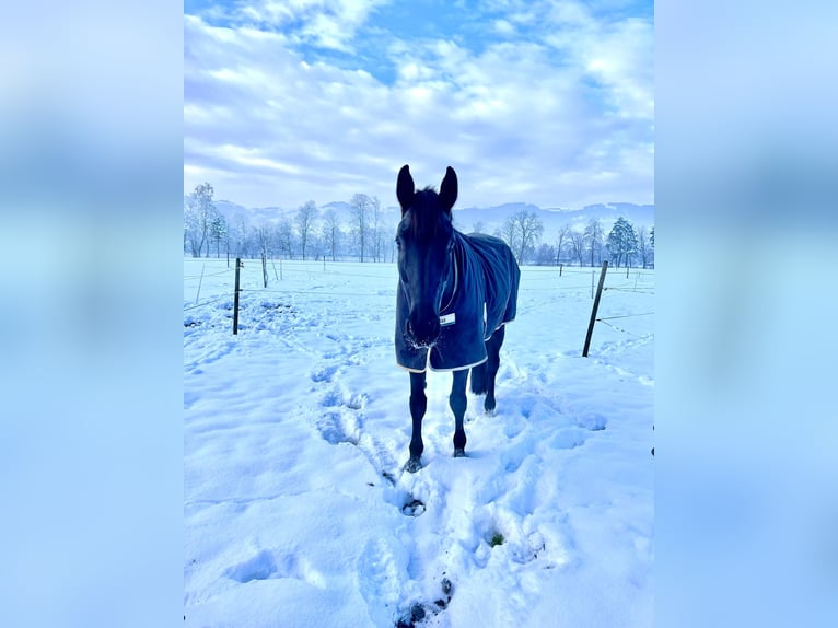 Baden Wuerttemberg Gelding 12 years 17,1 hh Black in Kriessern