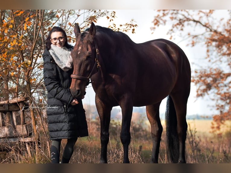 Baden Wuerttemberg Gelding 13 years 16,2 hh Brown in Furth