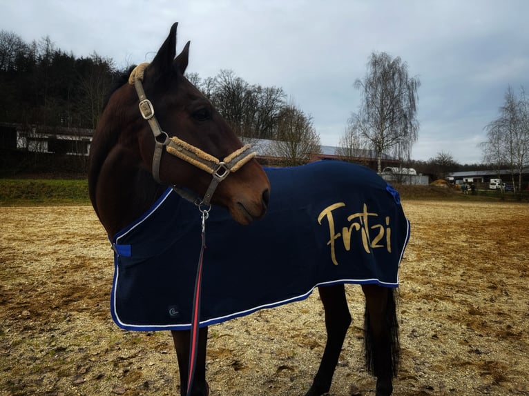 Baden Wuerttemberg Gelding 13 years 16,2 hh Brown in Furth