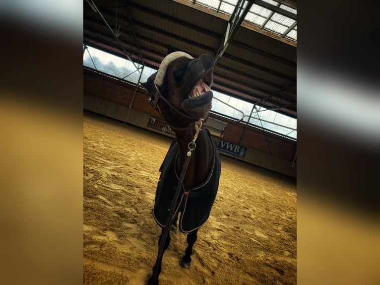 Baden Wuerttemberg Gelding 13 years 16,2 hh Brown in Furth