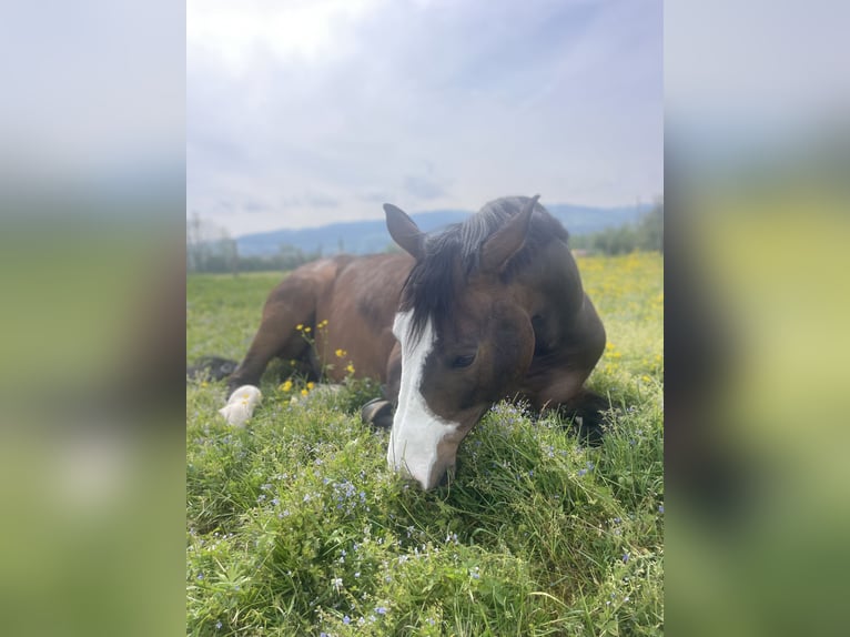 Baden Wuerttemberg Gelding 13 years 17 hh Bay-Dark in Altstätten SG 2