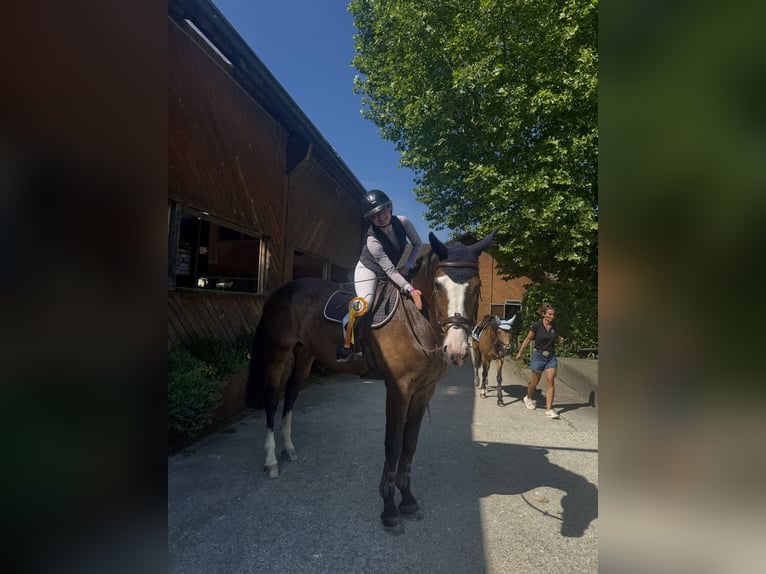 Baden Wuerttemberg Gelding 13 years 17 hh Bay-Dark in Altstätten