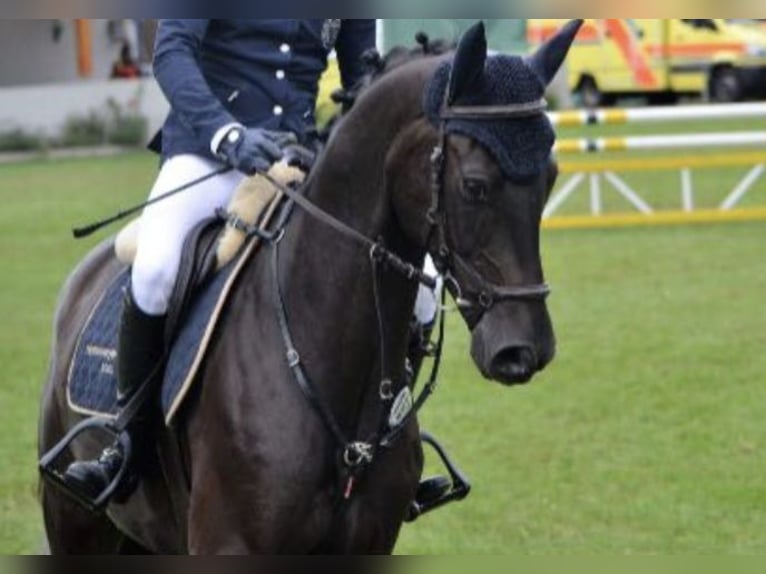 Baden Wuerttemberg Gelding 13 years 17 hh Black in Crailsheim