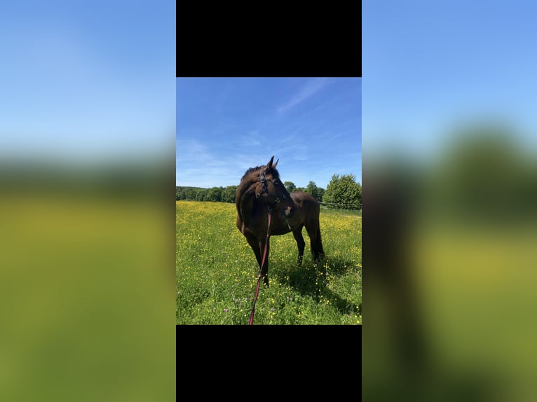 Baden Wuerttemberg Gelding 13 years Brown in Renningen