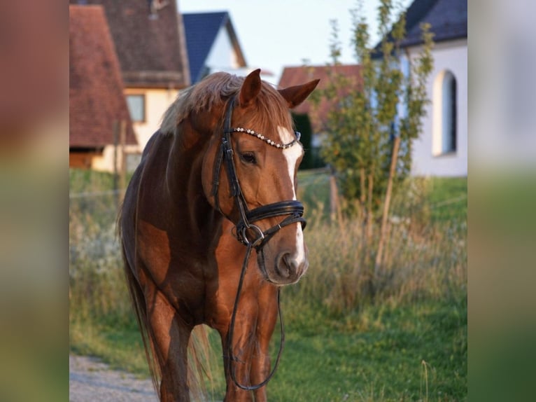 Baden Wuerttemberg Gelding 14 years 16.1 hh Chestnut-Red in Oberreute