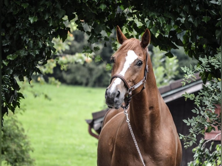 Baden Wuerttemberg Gelding 14 years 16.1 hh Chestnut-Red in Oberreute