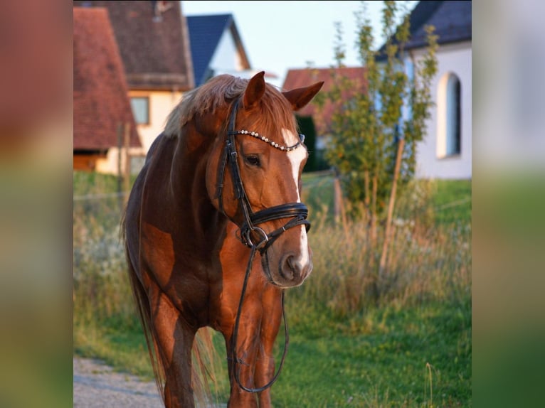 Baden Wuerttemberg Gelding 14 years 16.1 hh Chestnut-Red in Oberreute