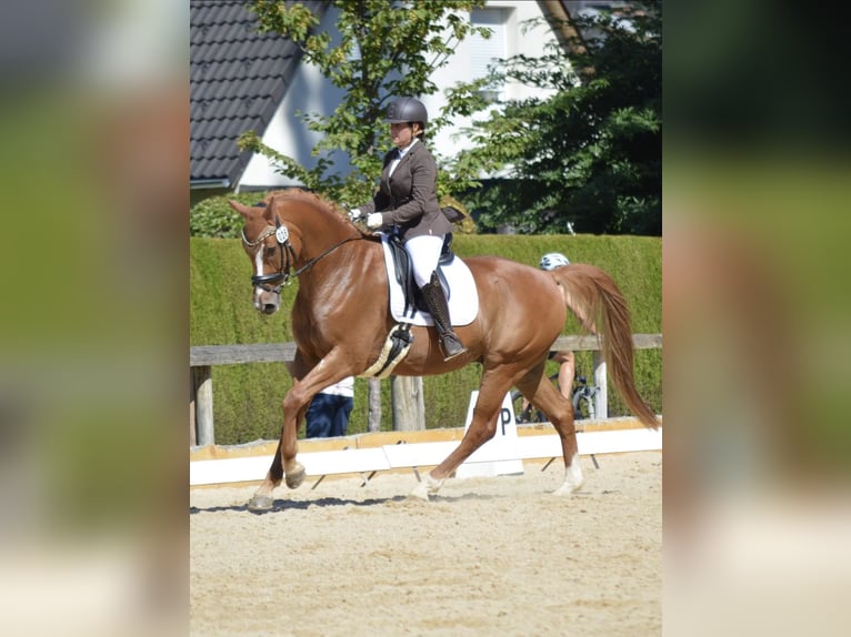 Baden Wuerttemberg Gelding 14 years 16.1 hh Chestnut-Red in Oberreute
