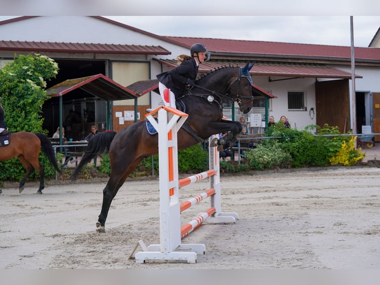 Baden Wuerttemberg Gelding 14 years 16,3 hh Bay-Dark in Thierhaupten