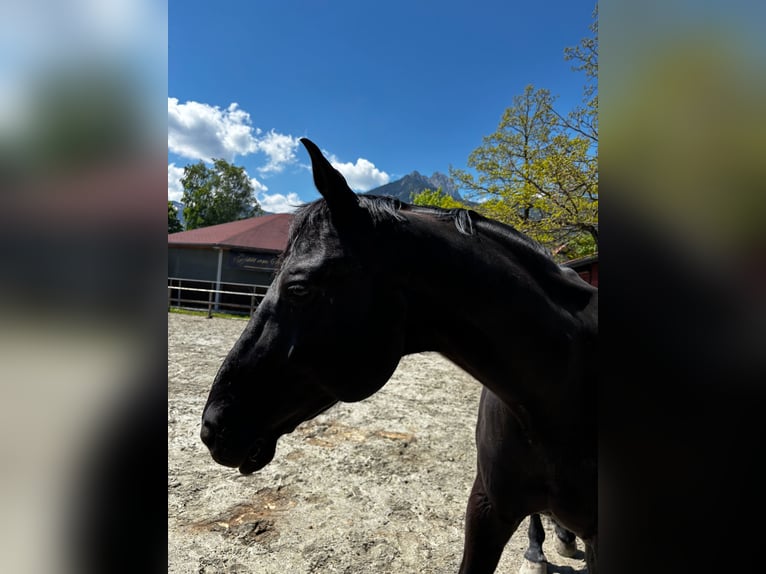 Baden Wuerttemberg Gelding 14 years 16 hh Black in Reutte
