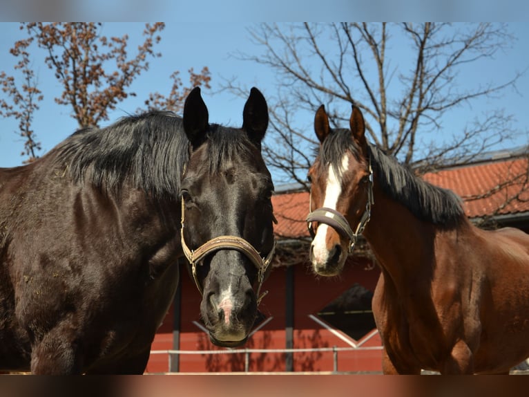 Baden Wuerttemberg Gelding 14 years 16 hh Black in Reutte