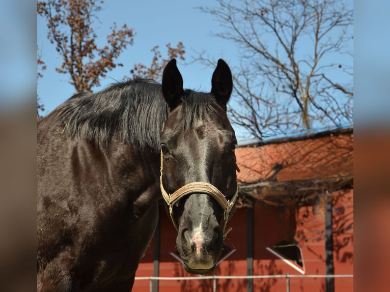 Baden Wuerttemberg Gelding 14 years 16 hh Black in Reutte