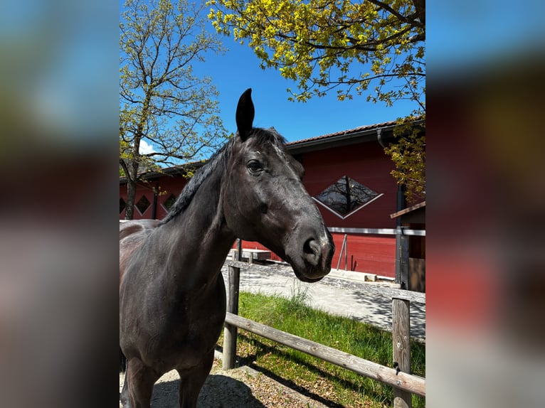 Baden Wuerttemberg Gelding 14 years 16 hh Black in Reutte