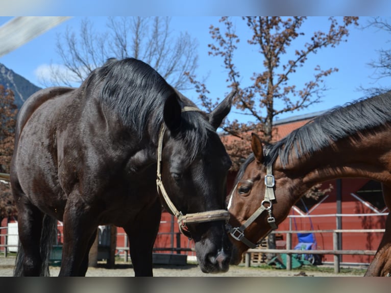 Baden Wuerttemberg Gelding 14 years 16 hh Black in Reutte
