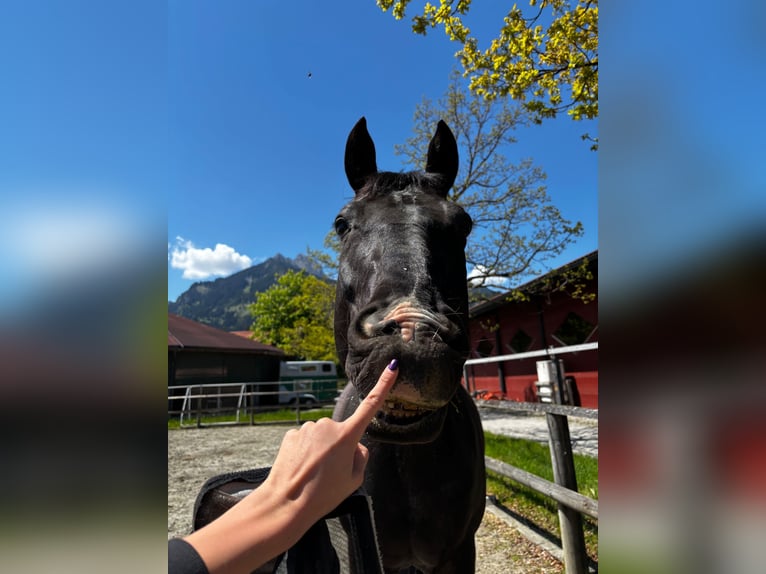 Baden Wuerttemberg Gelding 14 years 16 hh Black in Reutte