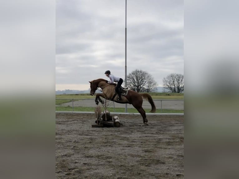 Baden Wuerttemberg Gelding 14 years 16,1 hh Chestnut-Red in Oberreute