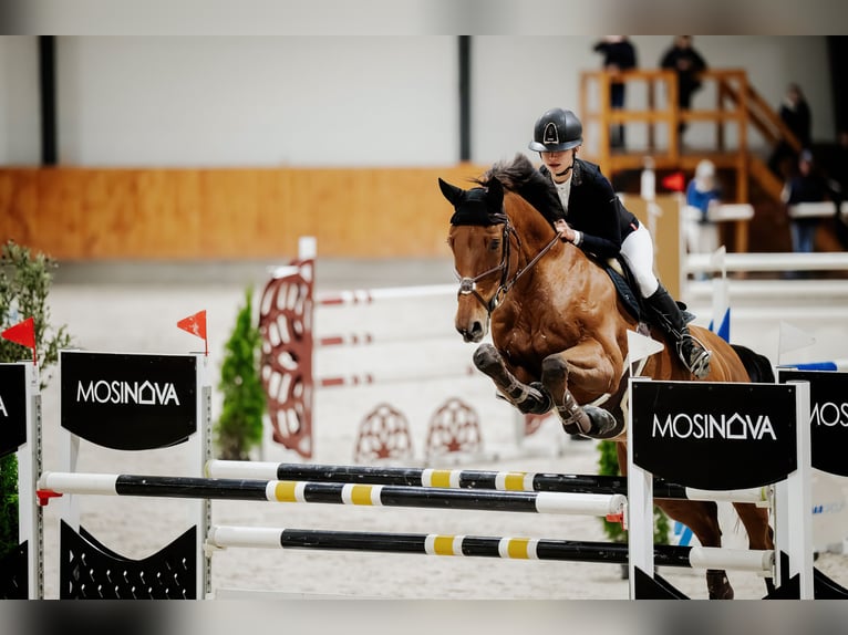 Baden Wuerttemberg Gelding 14 years 16,2 hh Brown in Pyrzowice