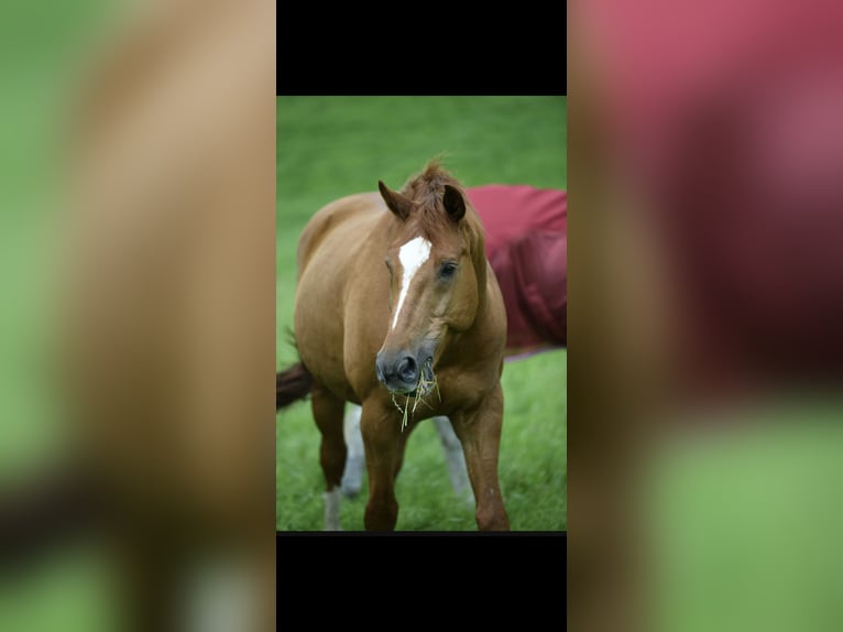 Baden Wuerttemberg Gelding 14 years 17 hh Chestnut-Red in Hattingen