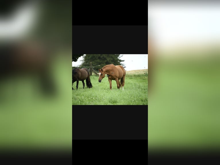 Baden Wuerttemberg Gelding 14 years 17 hh Chestnut-Red in Hattingen
