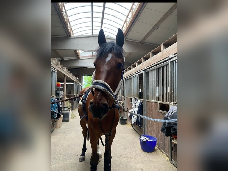 Baden Wuerttemberg Gelding 14 years 17,1 hh Brown in Nu&#xDF;loch