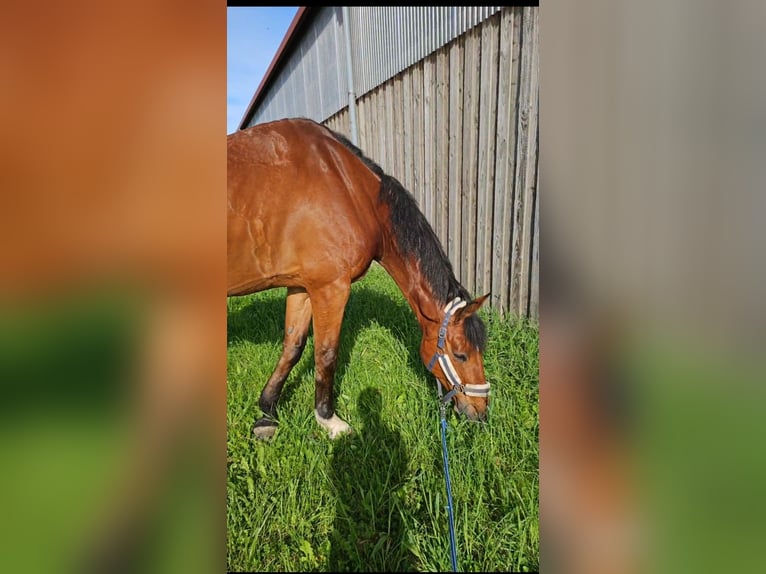 Baden Wuerttemberg Gelding 14 years 17,1 hh Brown in Nu&#xDF;loch
