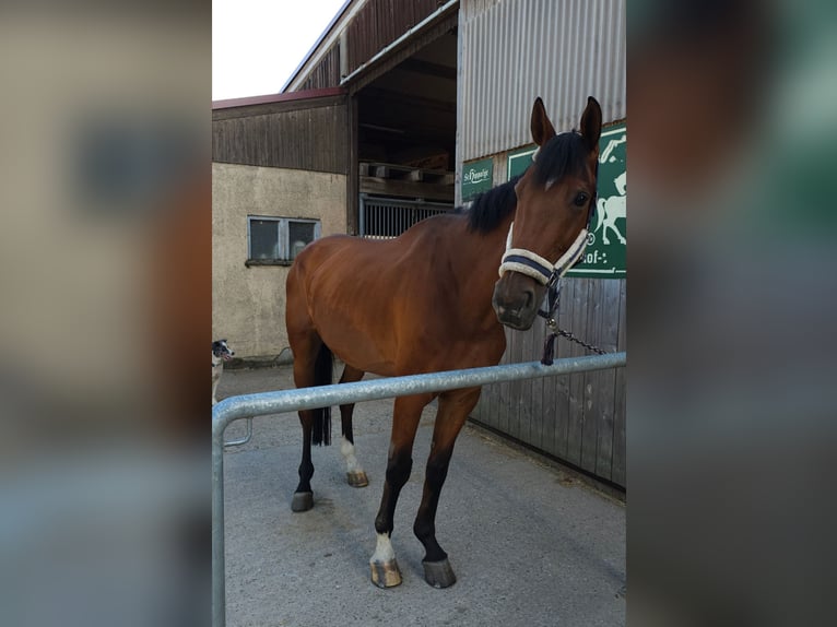 Baden Wuerttemberg Gelding 14 years 17,1 hh Brown in Nu&#xDF;loch