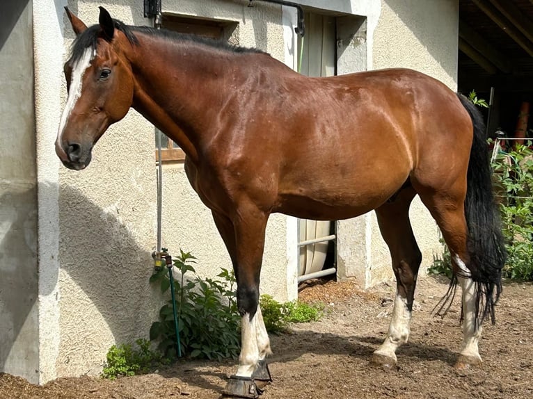 Baden Wuerttemberg Gelding 14 years in Nußloch