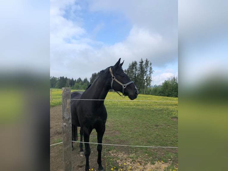 Baden Wuerttemberg Gelding 15 years 17,1 hh Black in Balingen/Erzingen