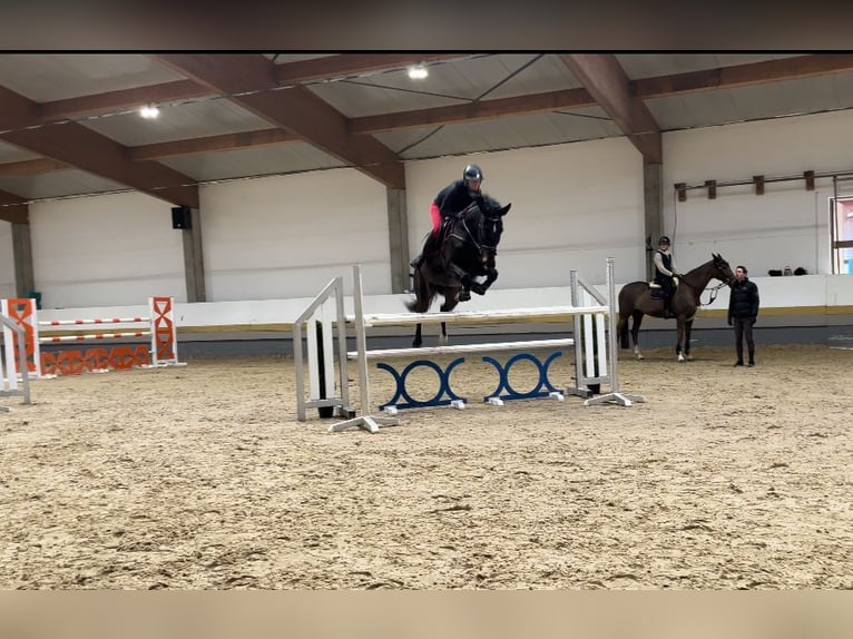 Baden Wuerttemberg Gelding 15 years 17,2 hh Smoky-Black in Egling