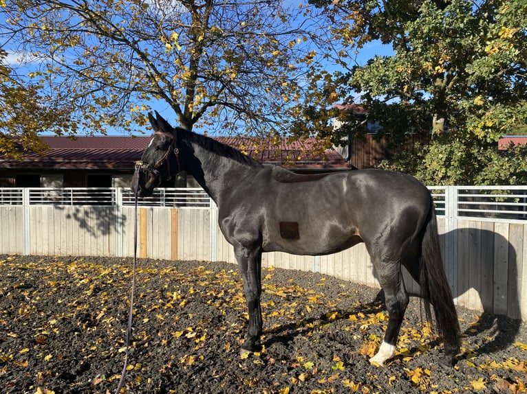 Baden Wuerttemberg Gelding 15 years 17,2 hh Smoky-Black in Egling