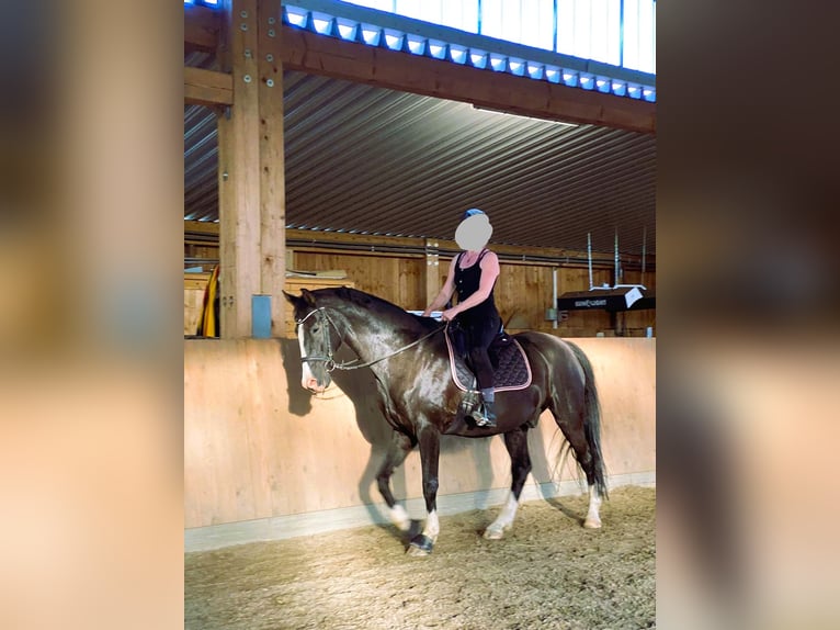 Baden Wuerttemberg Gelding 15 years 17 hh Black in Steinebach