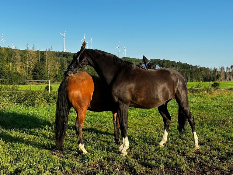 Baden Wuerttemberg Gelding 15 years 17 hh Black in Steinebach