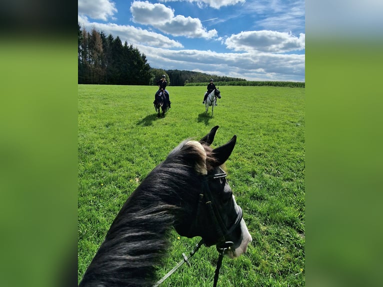 Baden Wuerttemberg Gelding 15 years 17 hh Black in Steinebach